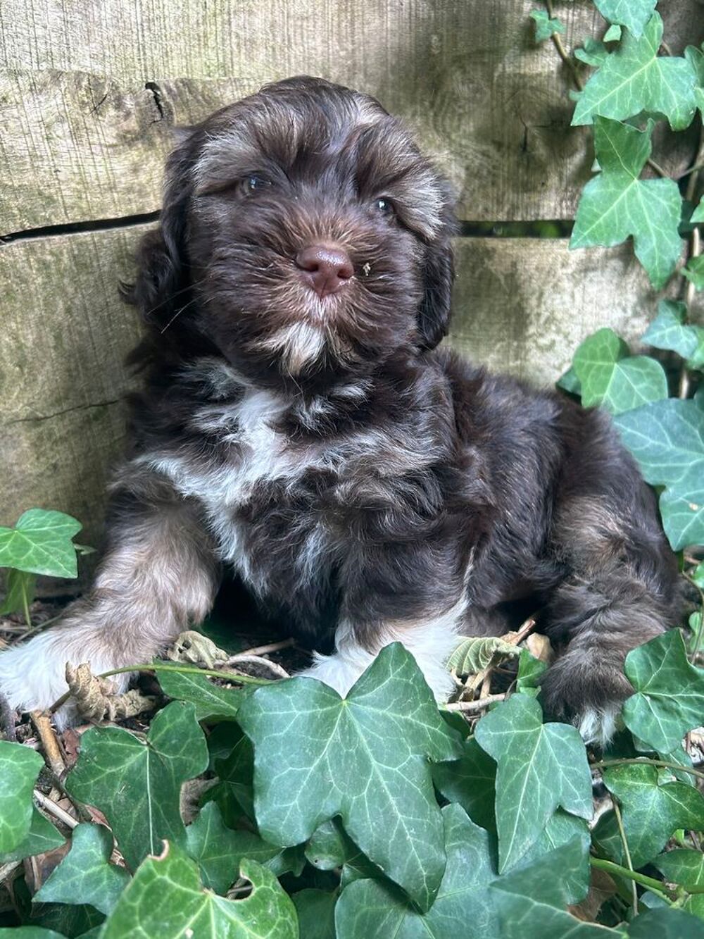   A réservé bichon havanais  