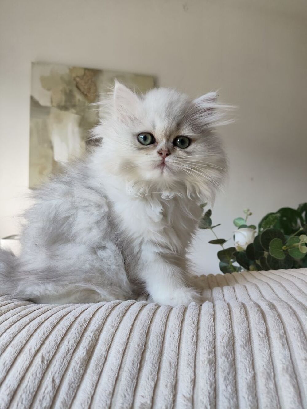   British longhair femelle  