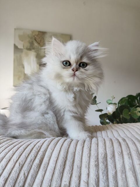 British longhair femelle 950 38370 Saint-clair-du-rhône