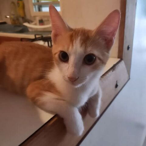 ✨️ DORITO ✨️ 🐱 210 64000 Pau