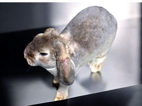 Lapin nain bélier rex 70 45220 Saint-firmin-des-bois