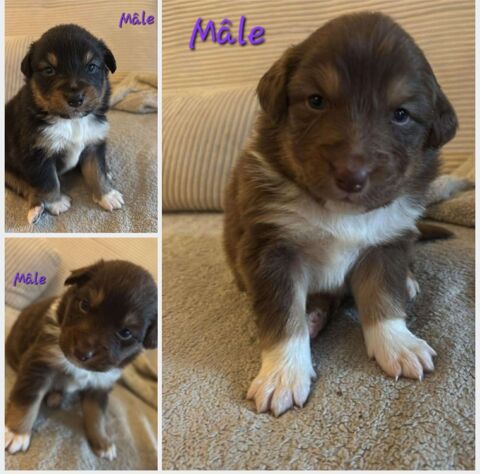 Berger australien 0 59186 Anor