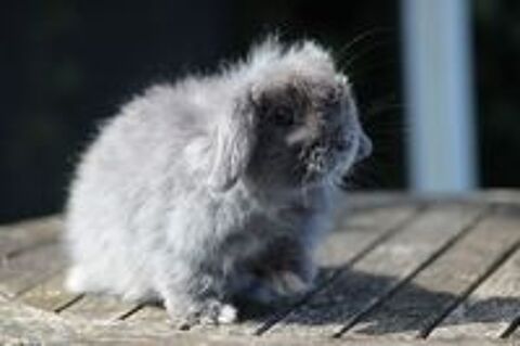   Lapin minilop 
