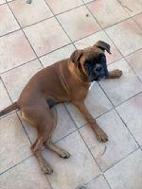   Boxer chiot 6 mois  