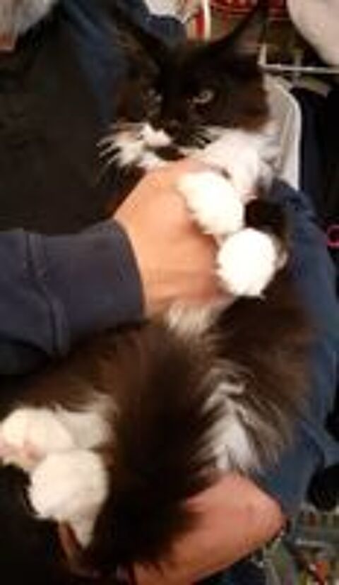   Magnifiques Maine Coon Junior pure race non loof 