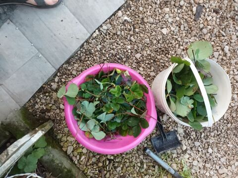 plants de fraisiers 1 Latrecey-Ormoy-sur-Aube (52)