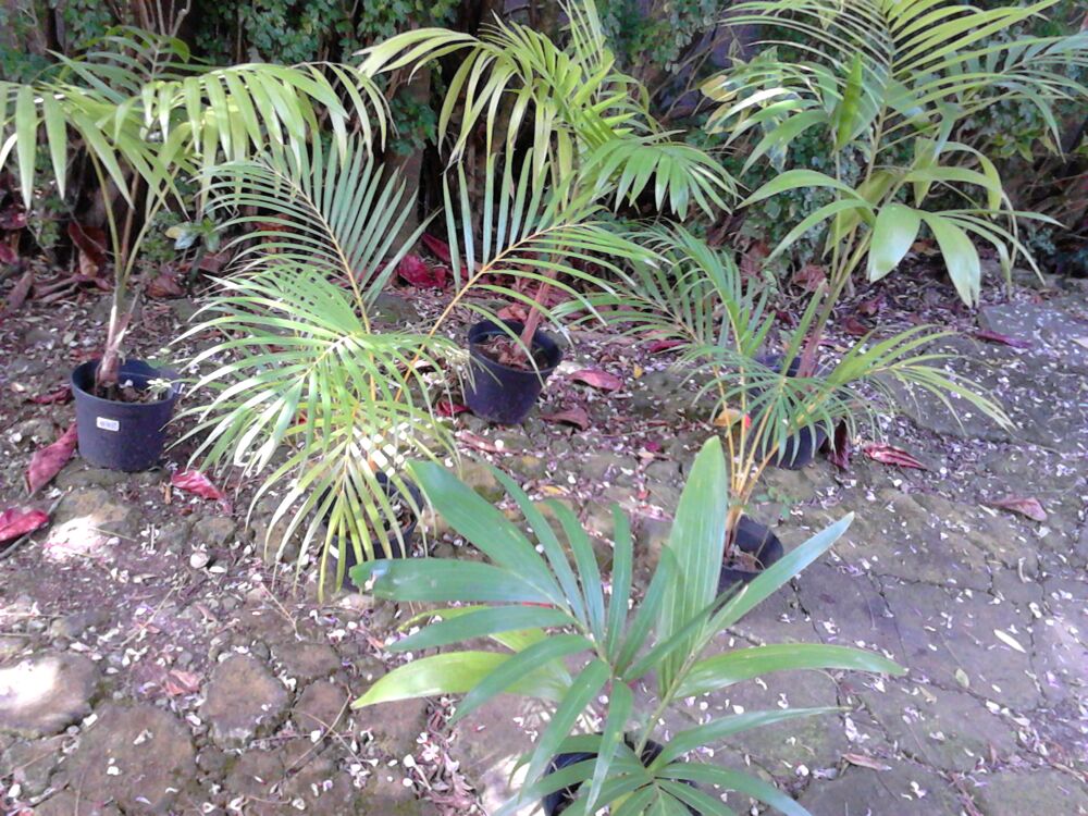 Plantes d&eacute;coratives Jardin