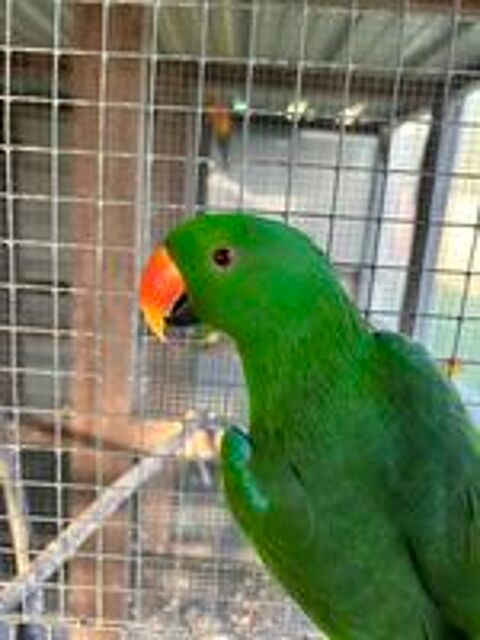   Eclectus  