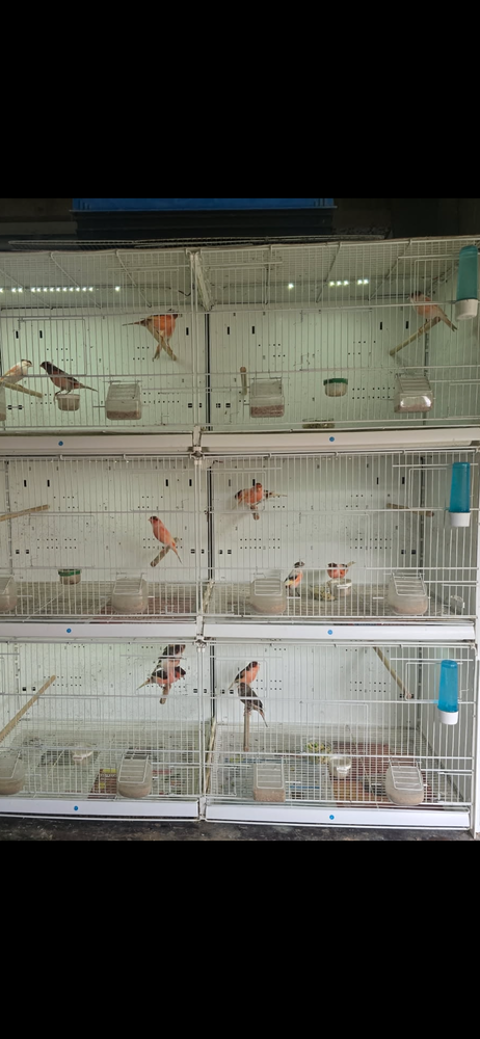 Disponible couples canaris et arlequins 70 83340 Le luc