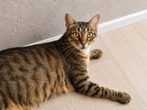   YUKA CHAT TIGRE 1 AN 