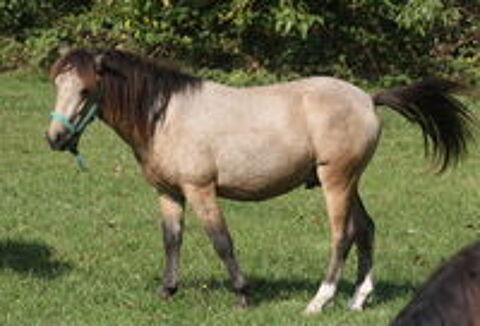   Jeune poney isabelle 