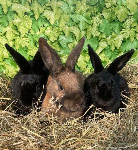 Lapins papillons 25 60420 Saint-martin-aux-bois