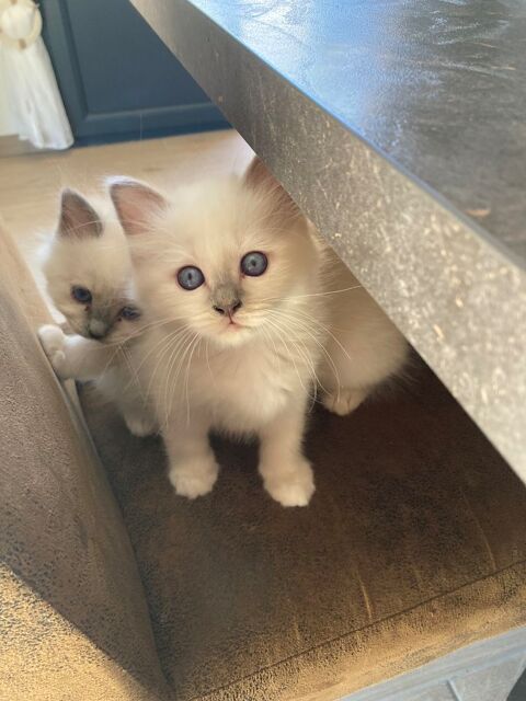 Adorables chatons sacr&eacute; de birmanie 800 74800 Amancy