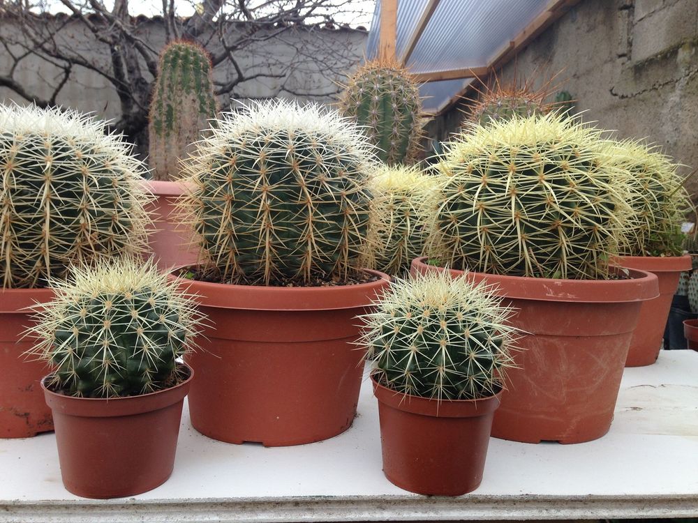 Cactus &agrave; fleurs g&eacute;antes et plantes grasses Jardin