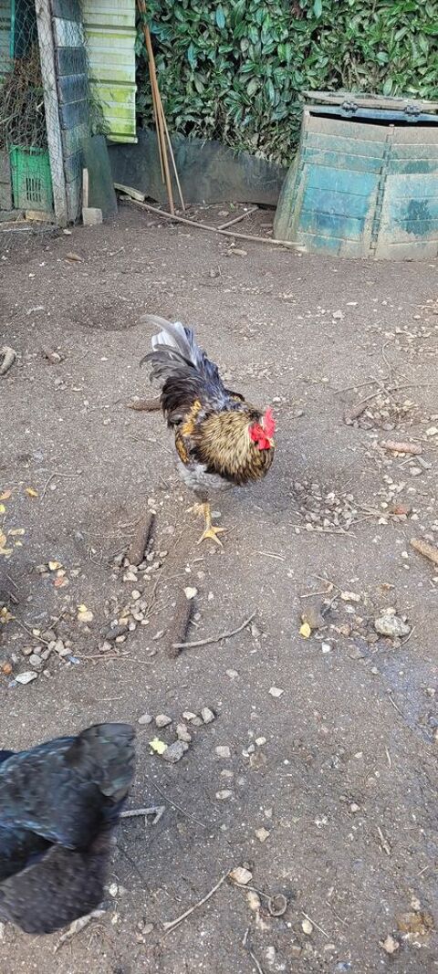  3 ? tr&egrave;s beau coqs 10 28250 Digny