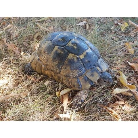 Tortue Grecque 890 35136 Saint-jacques-de-la-lande