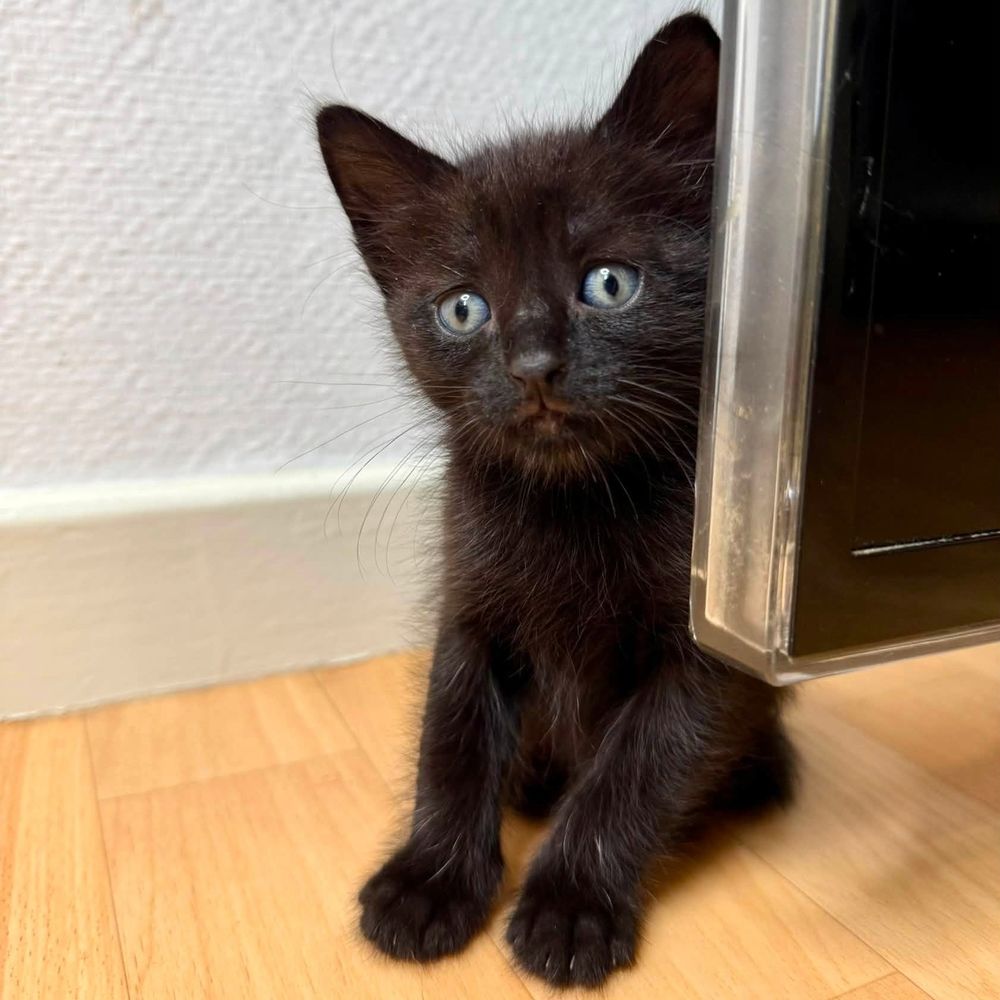   Louba à la réservation 