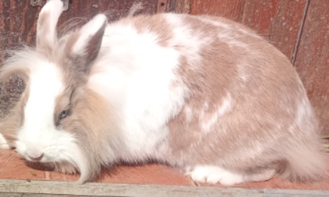 jeune lapine crois&eacute;e angora , vaccin&eacute;e 30 18200 Saint-amand-montrond