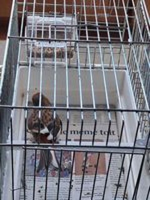   Canari 
