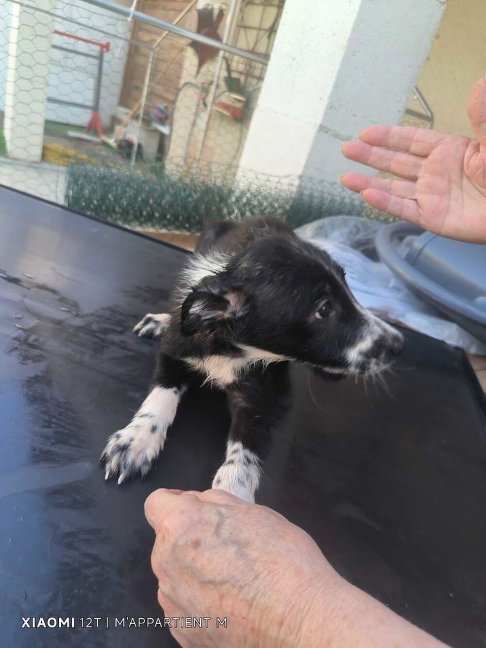 donne chiot border collie avant le 10.10.26 Jardin