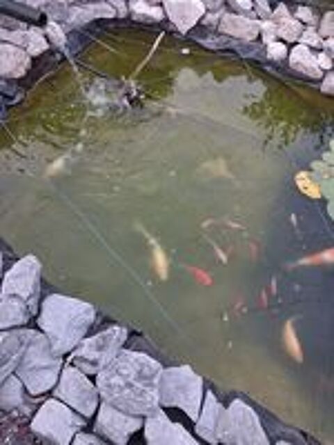    Carpes Koi 
