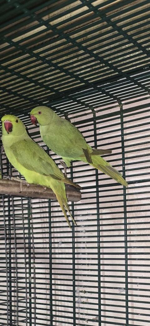 Collier vert 80 77410 Claye-souilly