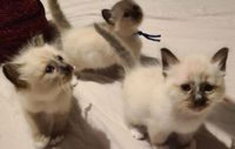   Adorables chatons Sacrés de Birmanie seal point 