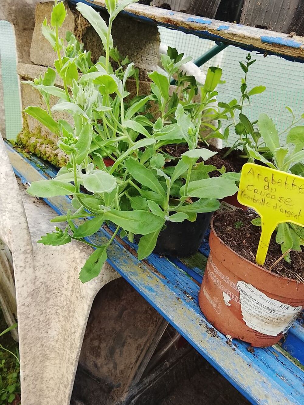Plantes ornementales et vivaces. Jardin