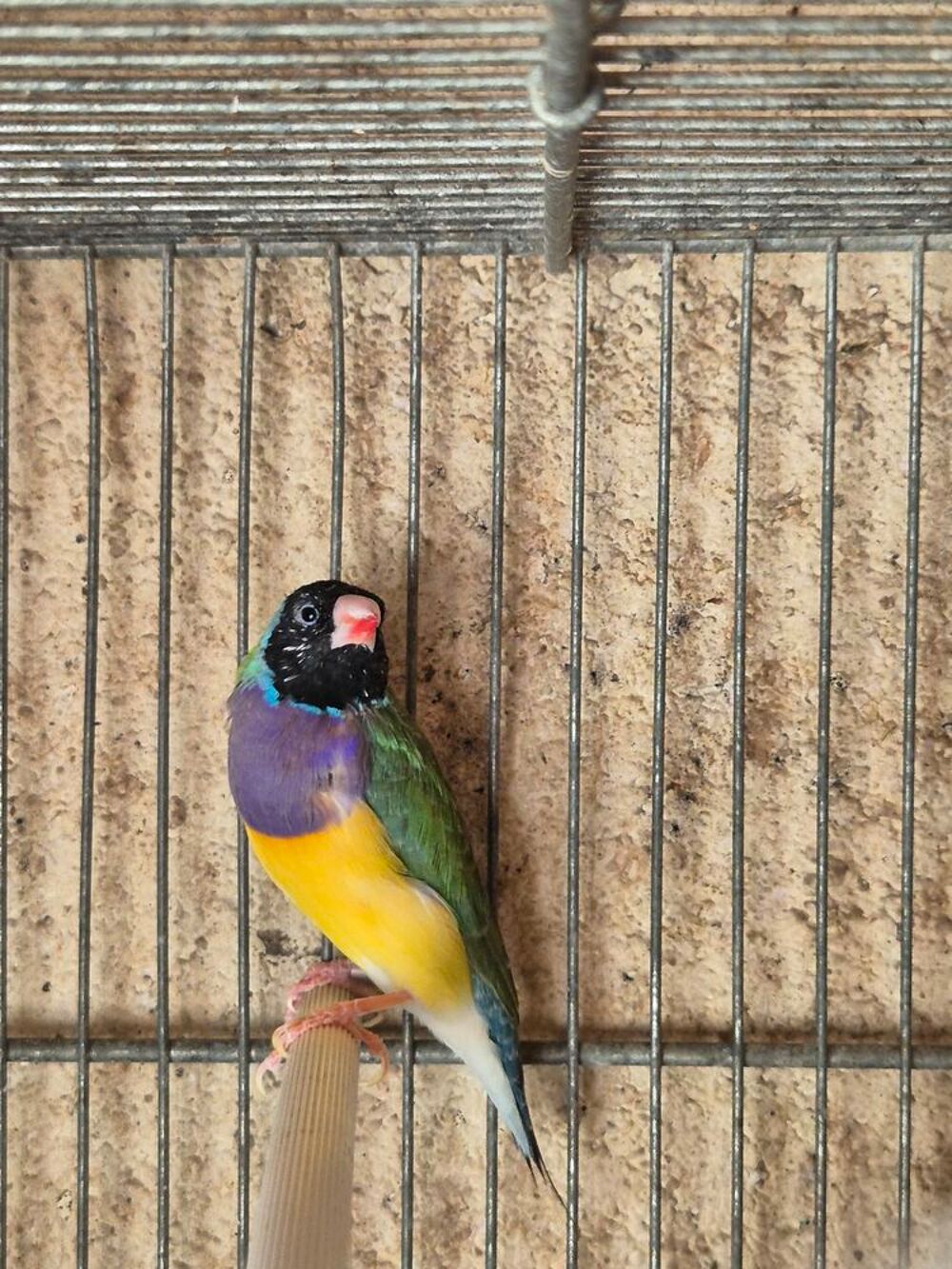   Diamant de gould 