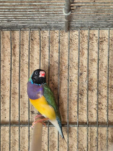 Diamant de gould 45 94490 Ormesson-sur-marne