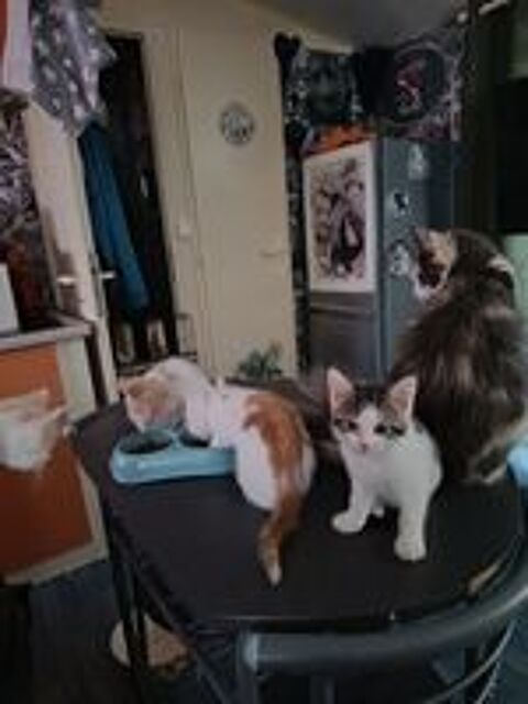   Chaton maine coon  