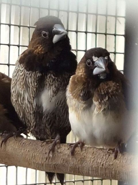 Couple de Moineaux du Japon 2 ans + leur b&eacute;b&eacute; 1 an  30 30270 Saint-jean-du-gard
