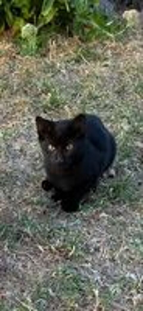   Association place chatons sous contrat 