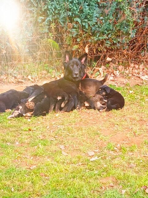 Chiot 0 19330 Chanteix