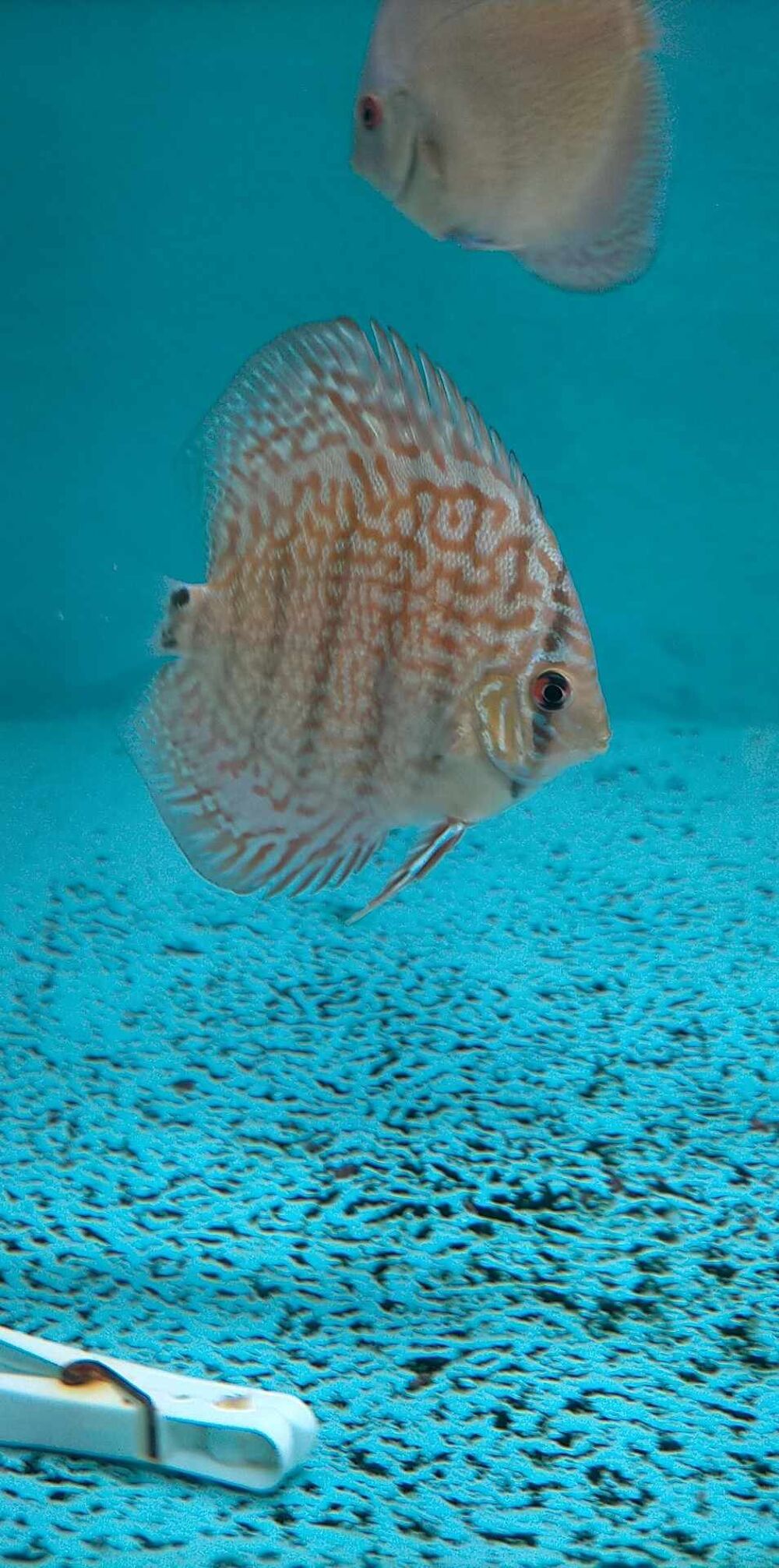    discus  