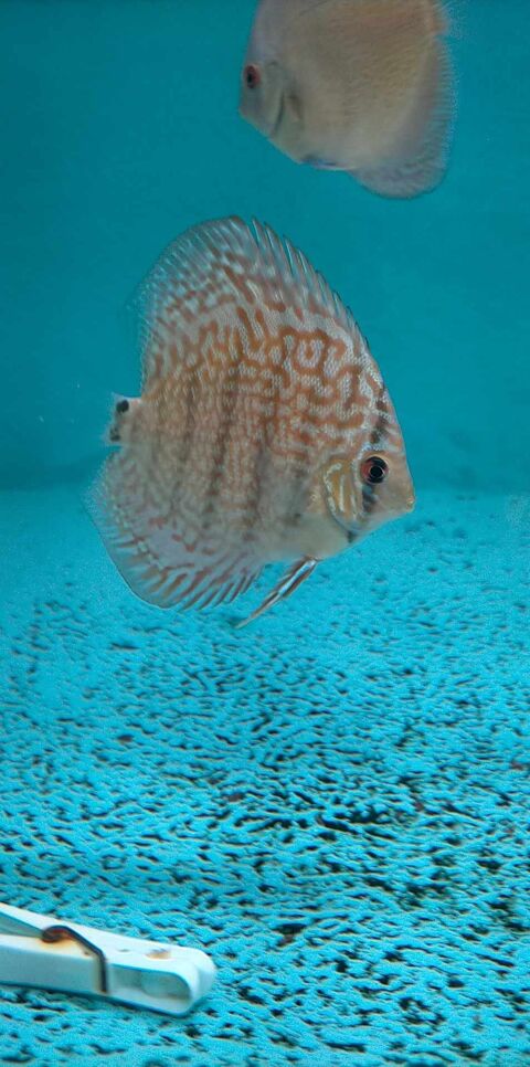  discus 1 44390 Casson