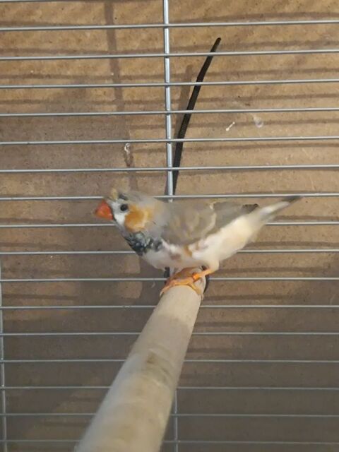 mandarin 0 29900 Concarneau