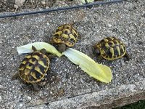   Tortues de terre de un an 