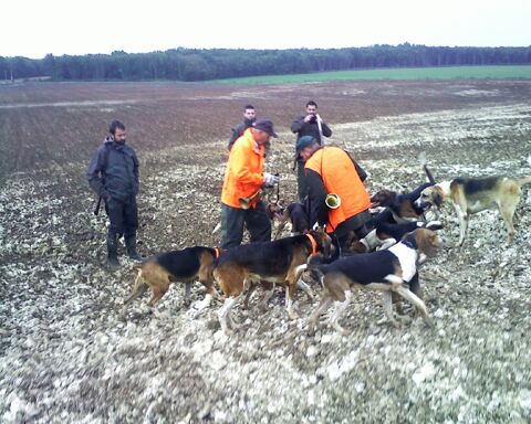 RECHERCHE JEUNE CHASSEUR GROS GIBIER CANARDS 
0 Poitiers (86)
