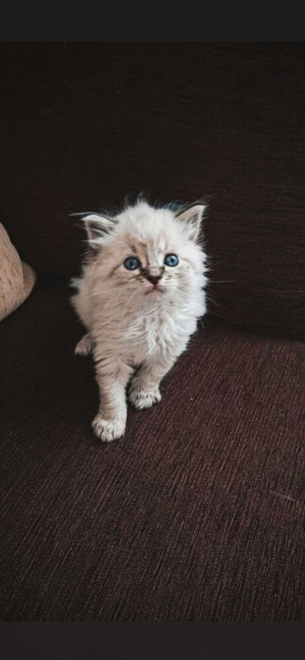   Chaton  Sacré Birmanie croisé 