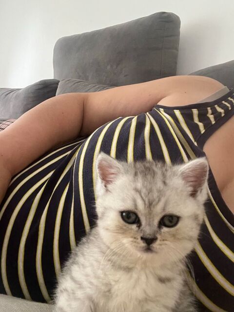 Magnifique chaton british shortair 650 72000 Le mans