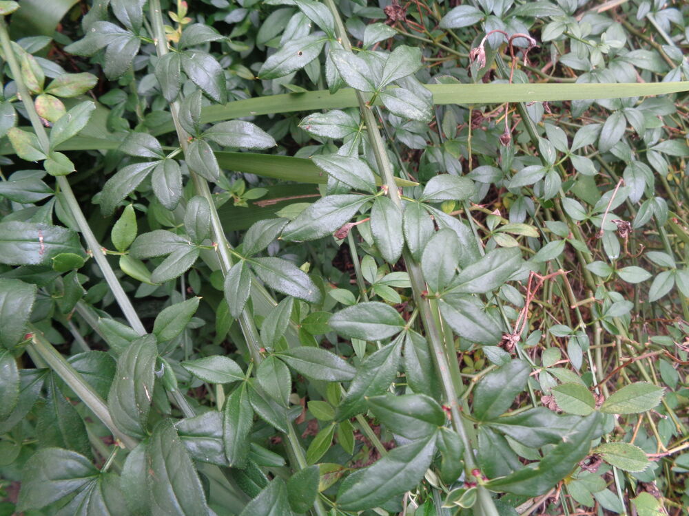 jasmin d'hiver Jardin