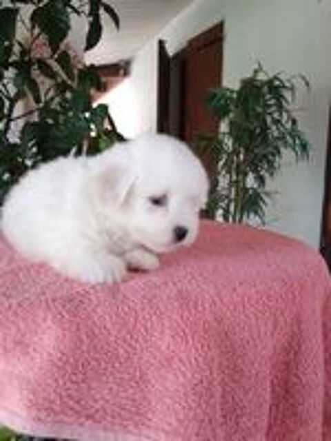   Coton de tulear 