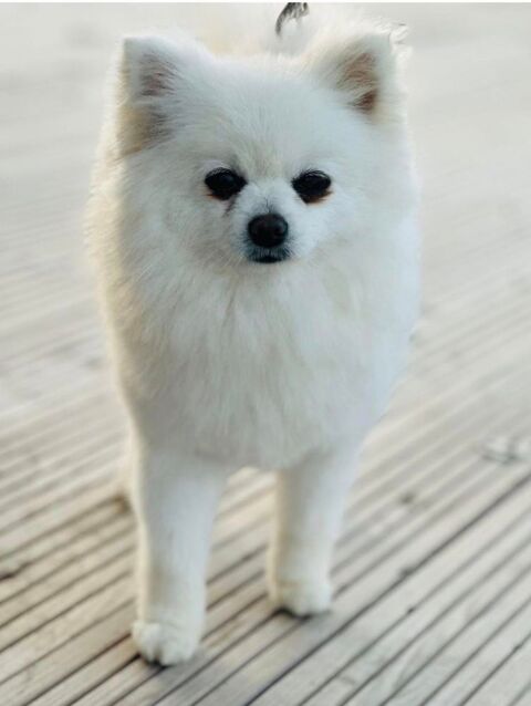 Spitz Nain Pom&eacute;ranien LOF type ourson 🧸 � Prestigieuses origines russes � M&acirc;le orange disponible &agrave; la r&eacute;servation 🧡 2990 66450 Pollestres