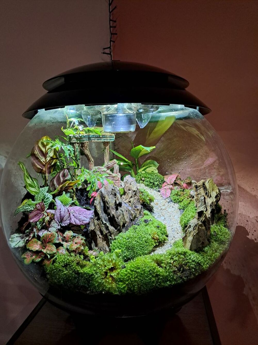   plantarium 