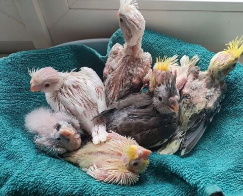 Bébé calopsitte élever a  la main 80 06340 La trinit