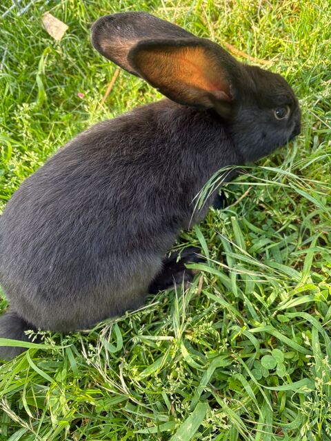 Lapin g&eacute;ant papillon 10 42800 Rive-de-gier