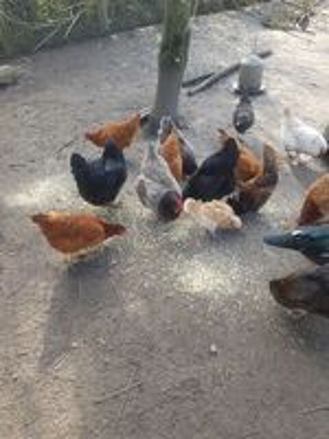   Miel  et poules 