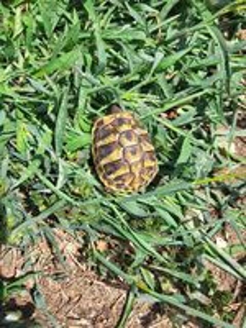   Tortue de terre 