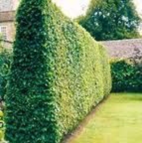 ENTRETIEN ESPACES VERT 0 68440 Dietwiller